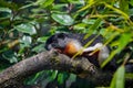 A Prevost squirrel laying on a tree Royalty Free Stock Photo