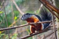 A Prevost squirrel Royalty Free Stock Photo