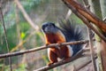 A Prevost squirrel Royalty Free Stock Photo