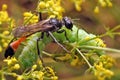 Ammophila - slender wasp with transparent wings. Royalty Free Stock Photo