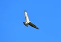 Prey Goshawk Flying Bird.Hawk on the wing. Royalty Free Stock Photo