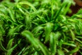 Prey plant sundew closeup