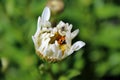 Prey and predator insects in a daisy flower