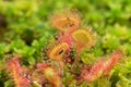 Prey sundew eating caught fly