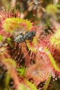 Prey sundew eating caught fly