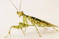 Preying Mantis Royalty Free Stock Photo