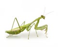 Preying Mantis Insect Royalty Free Stock Photo