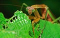 Preying mantis Royalty Free Stock Photo