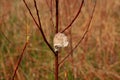 Preying mantis egg case on willow tree branch. Royalty Free Stock Photo