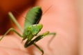 Preying mantis face Royalty Free Stock Photo