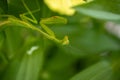 Preying Mantis hiding in the green leaves of a plant Royalty Free Stock Photo