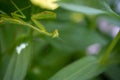 Preying Mantis hiding in the green leaves of a plant Royalty Free Stock Photo