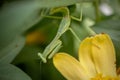 Preying Mantis hiding in the green leaves of a plant Royalty Free Stock Photo