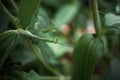 Preying Mantis hiding in the green leaves of a plant Royalty Free Stock Photo