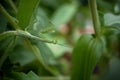 Preying Mantis hiding in the green leaves of a plant Royalty Free Stock Photo