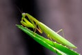 Preying Mantis Insect on a green plant Royalty Free Stock Photo