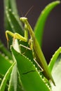 Preying Mantis Insect on a green plant Royalty Free Stock Photo