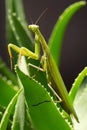 Preying Mantis Insect on a green plant