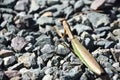 Preying Mantis Insect on Grey Stones Royalty Free Stock Photo