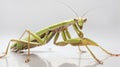 Preying Mantis Insect Royalty Free Stock Photo