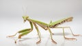 Preying Mantis Insect Royalty Free Stock Photo