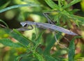 Preying mantis Royalty Free Stock Photo