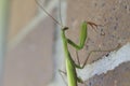 Preying Mantis on the prowl on a brick background Royalty Free Stock Photo