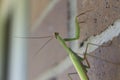 Preying Mantis on the prowl on a brick background Royalty Free Stock Photo