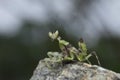 Preying Mantis in Thailand. Royalty Free Stock Photo