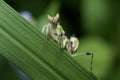 Preying Mantis in Thailand. Royalty Free Stock Photo