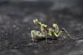 Preying Mantis in Thailand. Royalty Free Stock Photo