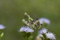 Preying Mantis in Thailand. Royalty Free Stock Photo