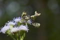 Preying Mantis in Thailand. Royalty Free Stock Photo