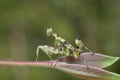 Preying Mantis in Thailand. Royalty Free Stock Photo