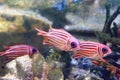 Priacanthidae fish Royalty Free Stock Photo