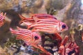 Priacanthidae fish Royalty Free Stock Photo