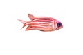 Priacanthidae fish Royalty Free Stock Photo