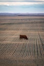 Priarie farm field with cow grazing on harvested land in portrait orientation. Royalty Free Stock Photo