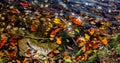Price lake,North Carolina in fall season. Royalty Free Stock Photo