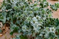 Prickle flowers with thorny leaves