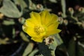 Prickle pear cactus flower close up on a blurry background.