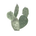 Prickle pear. Cactus. Plants for the home. Floriculture. Desert flora. Isolated watercolor illustration on white