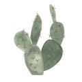 Prickle pear. Cactus. Plants for the home. Floriculture. Desert flora. Isolated watercolor illustration on white