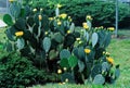 A Prickle Pear cactus somewhere in Georgia. Royalty Free Stock Photo