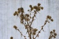 Prickle plant arctium minus lesser burdock dried flowers on gray mortary background. Selective focus