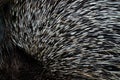 Prickle quill thorn detail of Porcupine, close-up portrait. Cape porcupine, Hystrix africaeaustralis, cute animal in nature, Royalty Free Stock Photo