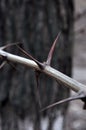 Prickles on a branch