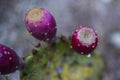 Prickley Pear cactus fruit Royalty Free Stock Photo