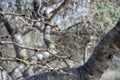 Prickly acacia branches with swollen buds