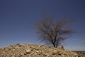 Prickly acacia in outback Queensland with blue sky backgroune Royalty Free Stock Photo